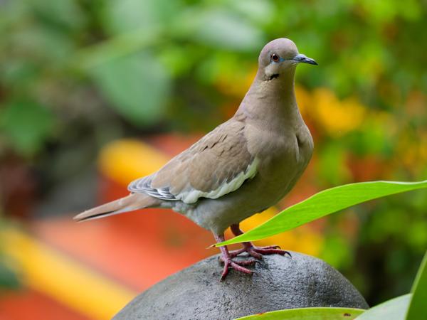<h3><a href="/trips/costa-rica/biota/animalia/chordata/aves/026 columbiformes/001 columbidae/zenaida asiatica/zenaida asiatica-nl.html">Zenaida&nbsp;asiatica</a> / White‑winged&nbsp;dove / Witvleugeltreurduif</h3>OM-1 Mark II met OLYMPUS M.150-400mm F4.5, 1/1250 sec  bij F4.5, ISO 10000, afstand 3.13&nbsp;m